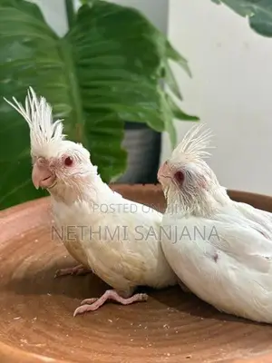 Cockatiel Birds