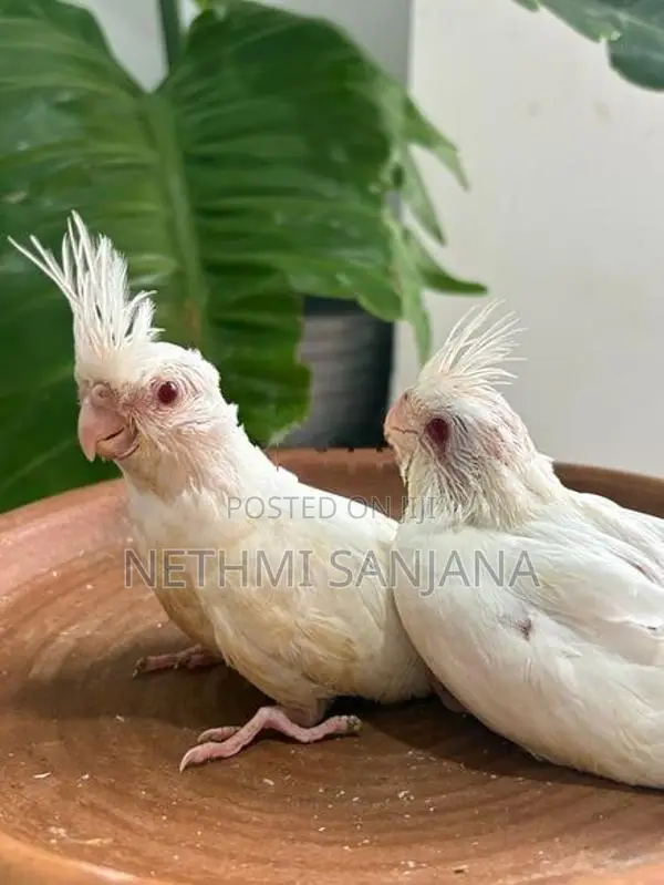 Cockatiel Birds