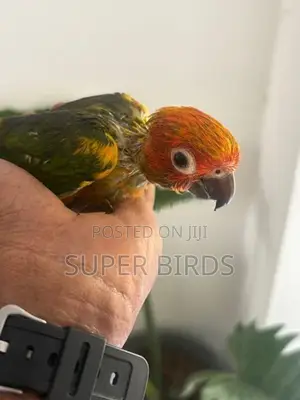 Sun Conure Bird