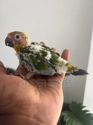 Sun Conure chicks