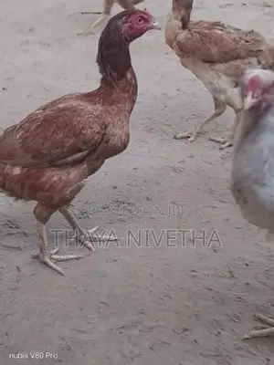 வெள்ளடியன்