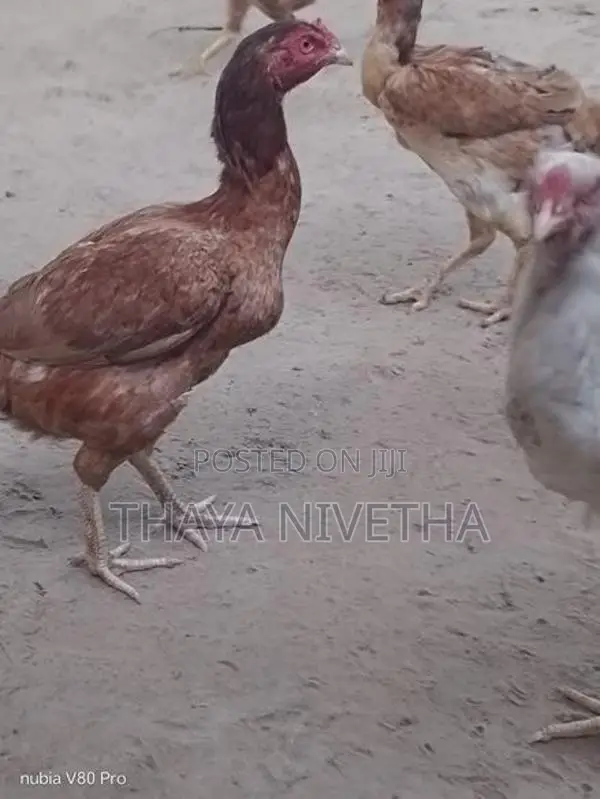 வெள்ளடியன்