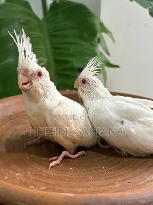 Cockatiel Birds