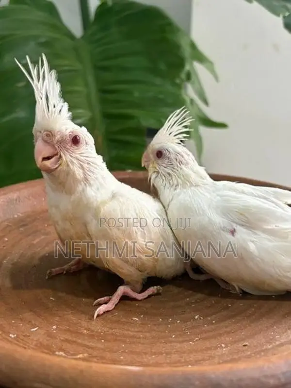 Cockatiel Birds