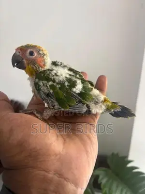 Sun Conure chicks