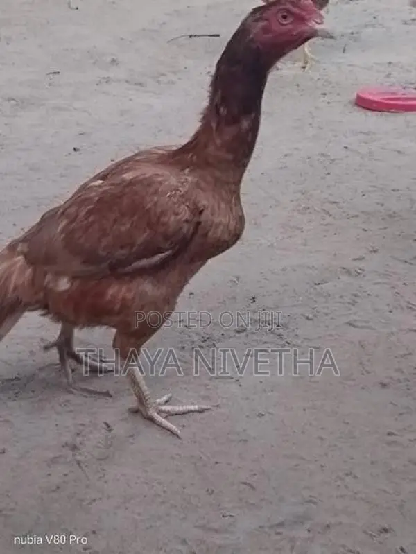 வெள்ளடியன்