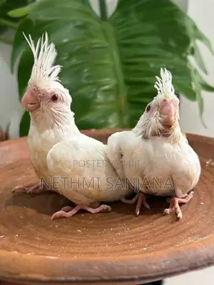 Cockatiel Birds