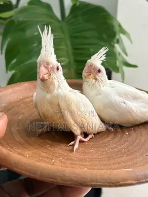 Cockatiel Birds