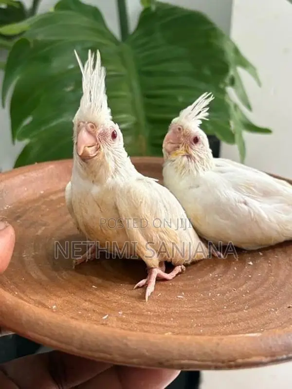 Cockatiel Birds