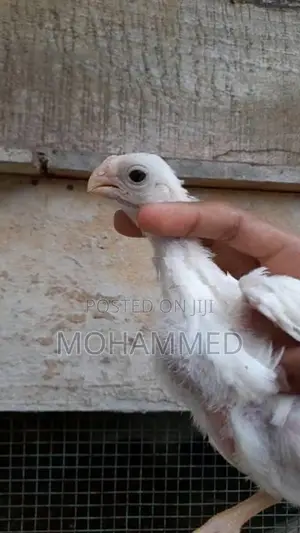 Parrot Beak Rooster