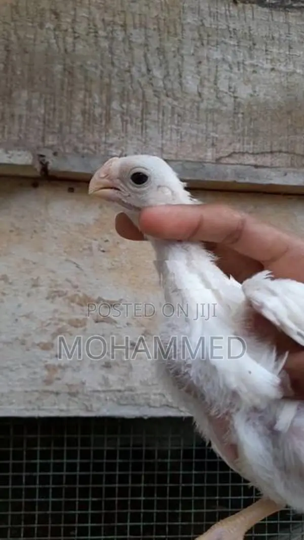 Parrot Beak Rooster