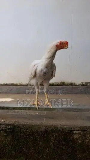 Parrot Beak Rooster