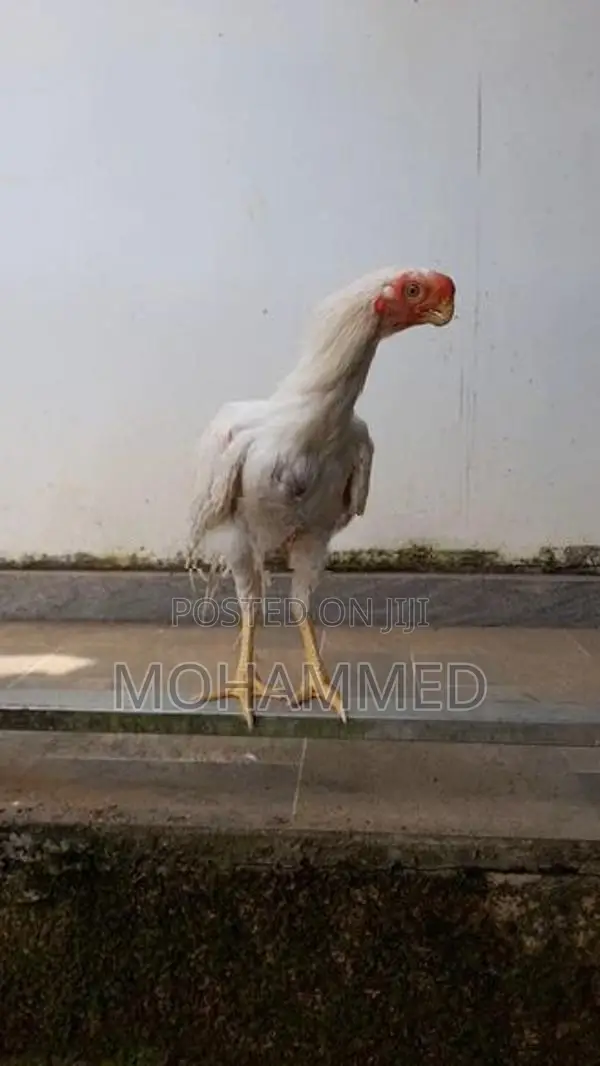 Parrot Beak Rooster
