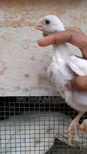 Parrot Beak Rooster