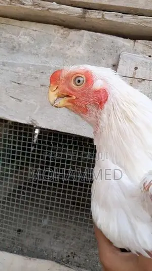 Parrot Beak Rooster
