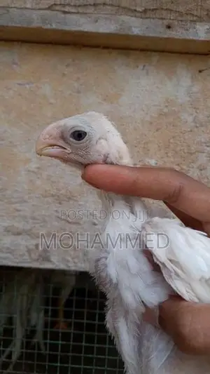 Parrot Beak Rooster