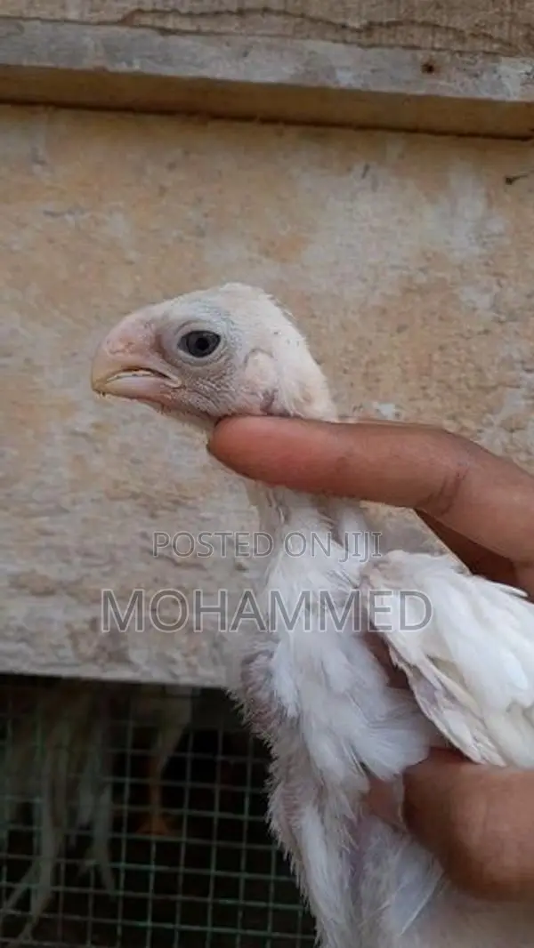 Parrot Beak Rooster