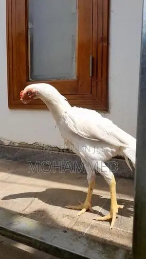 Parrot Beak Rooster