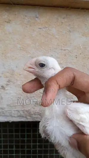 Parrot Beak Rooster