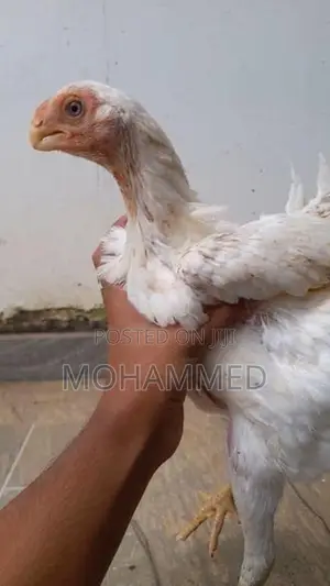 Parrot Beak Rooster