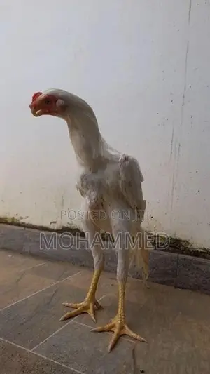 Parrot Beak Rooster
