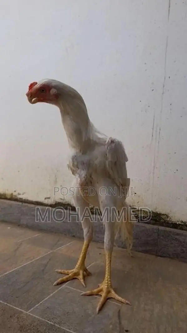Parrot Beak Rooster