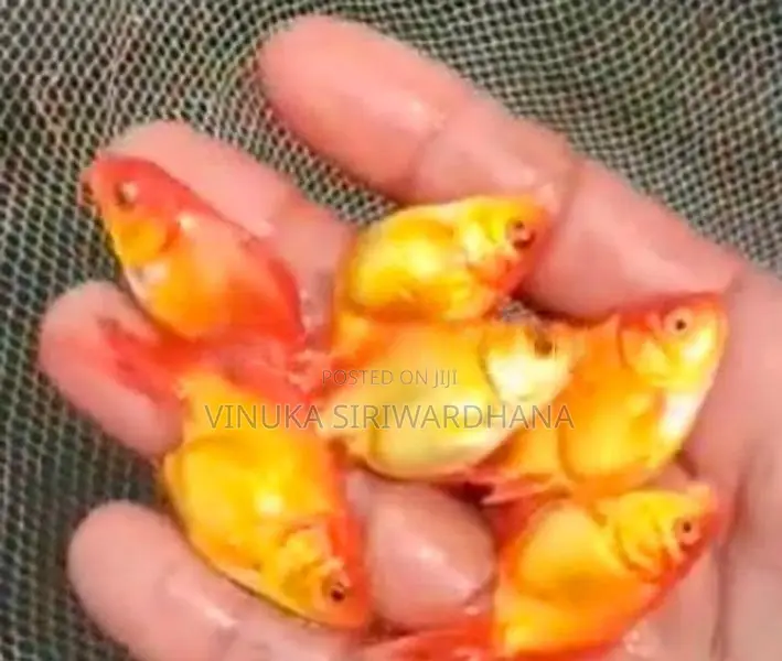 Goldfish