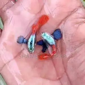 Red Tail Platinum Dumbo Ear Guppy