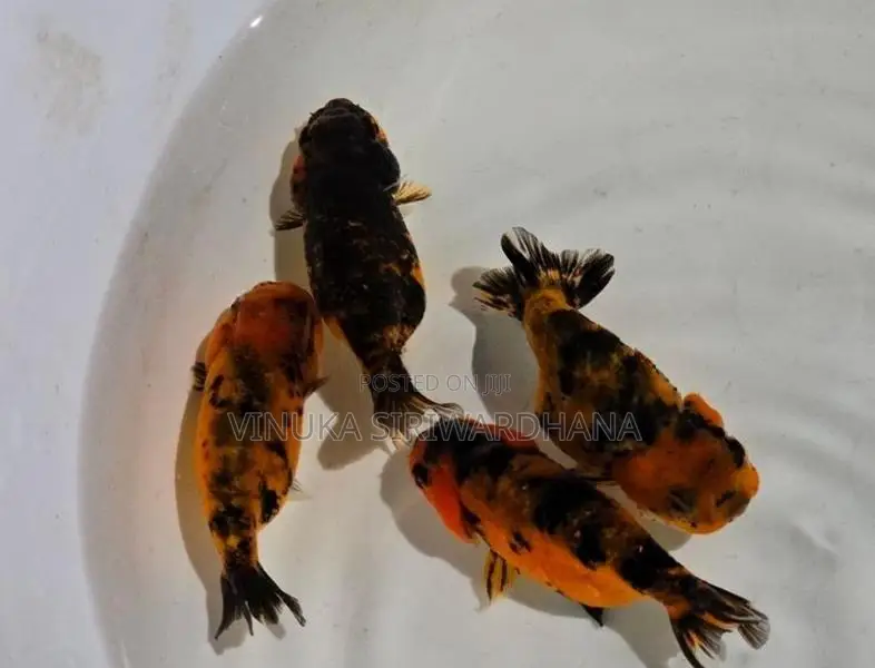 Goldfish