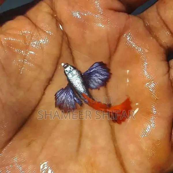 Red Tail Platinum Dumbo Ear Guppy