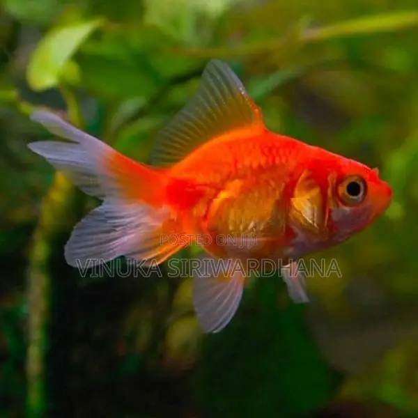 Goldfish