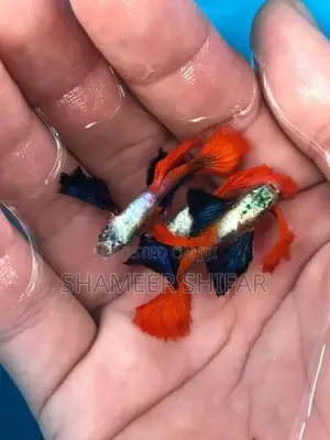 Red Tail Platinum Dumbo Ear Guppy