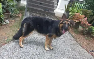 German Shepherd Dog