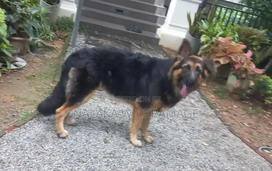 German Shepherd Dog