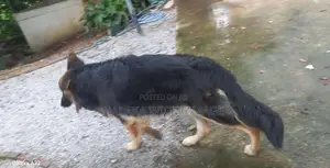 German Shepherd Dog
