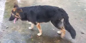 German Shepherd Dog