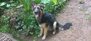German Shepherd Dog