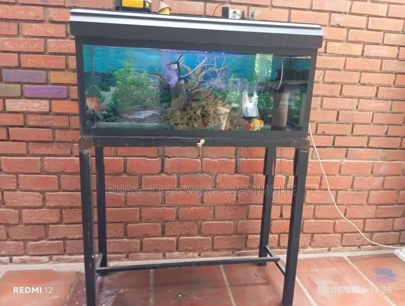 Fish Tanks