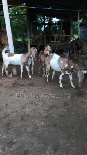 Jamnapari Goats