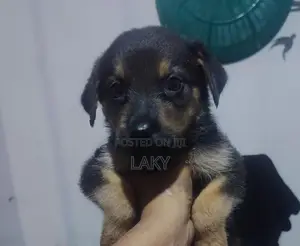 Rottweiler Mix Shepherd Puppies