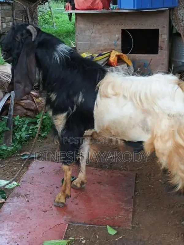 Jamnapari Goats