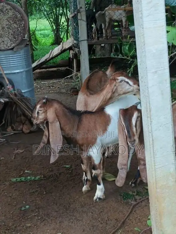 Jamnapari Goats