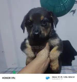 Rottweiler Mix Shepherd Puppies