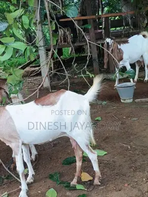 Jamnapari Goats