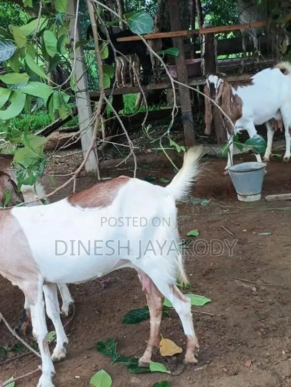 Jamnapari Goats