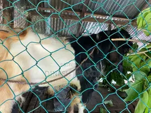 Jamnapari Goats