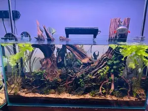 Fish Tank