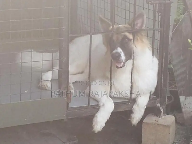 Lione Shepherd Puppy