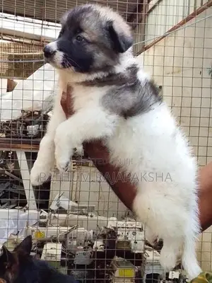 Lione Shepherd Puppy