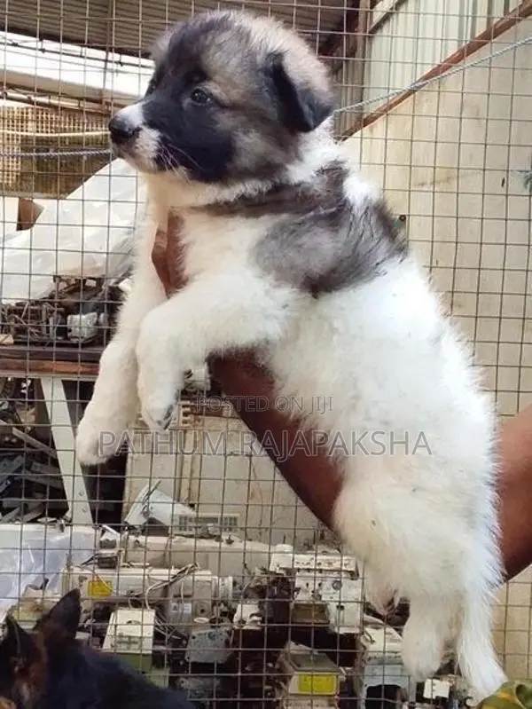 Lione Shepherd Puppy